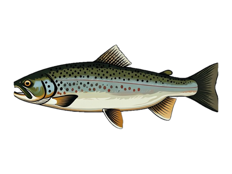 Lake Ontario Brown Trout – Lake Ontario sport fish caught out of Sodus Point